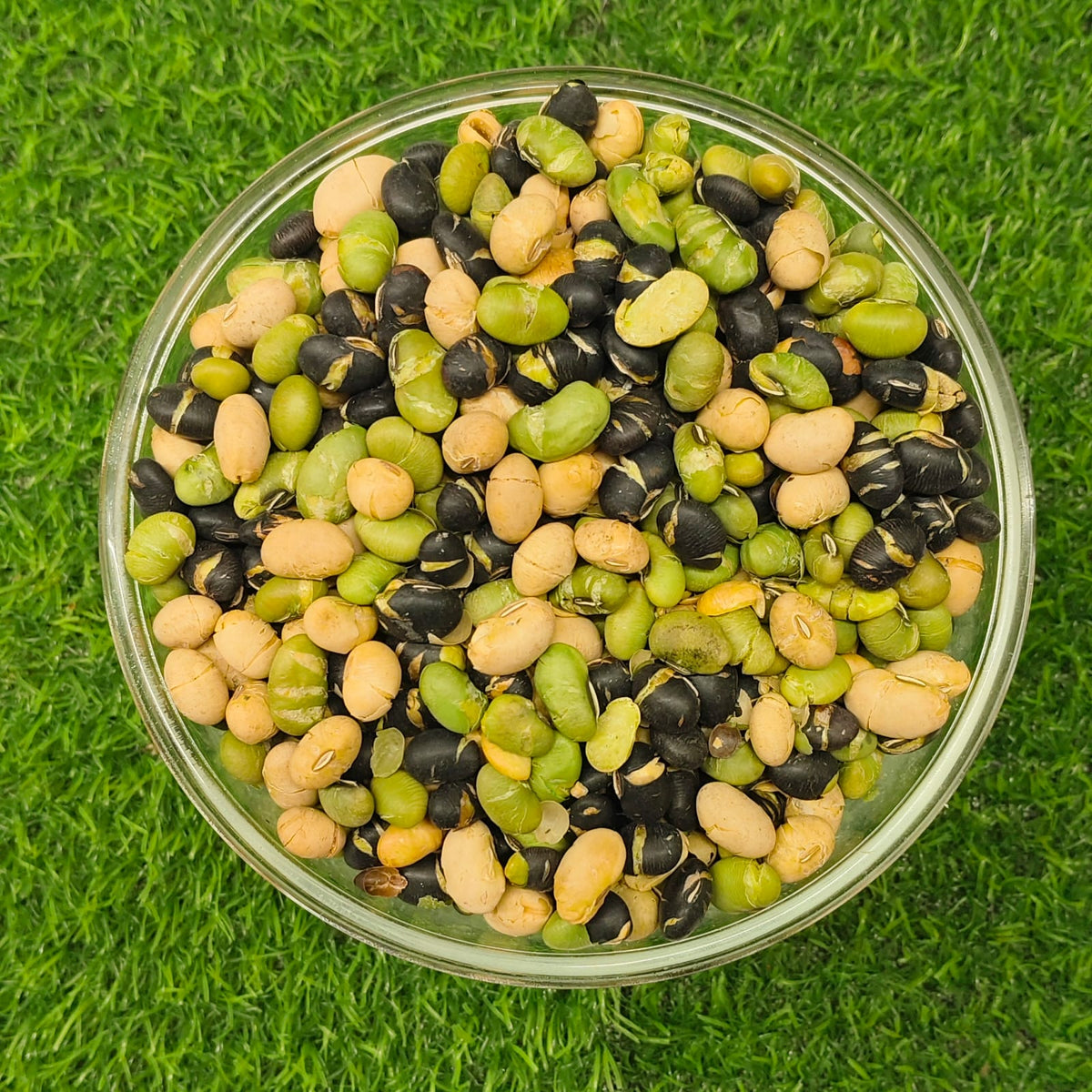Roasted Protein Beans 250g Rs-199